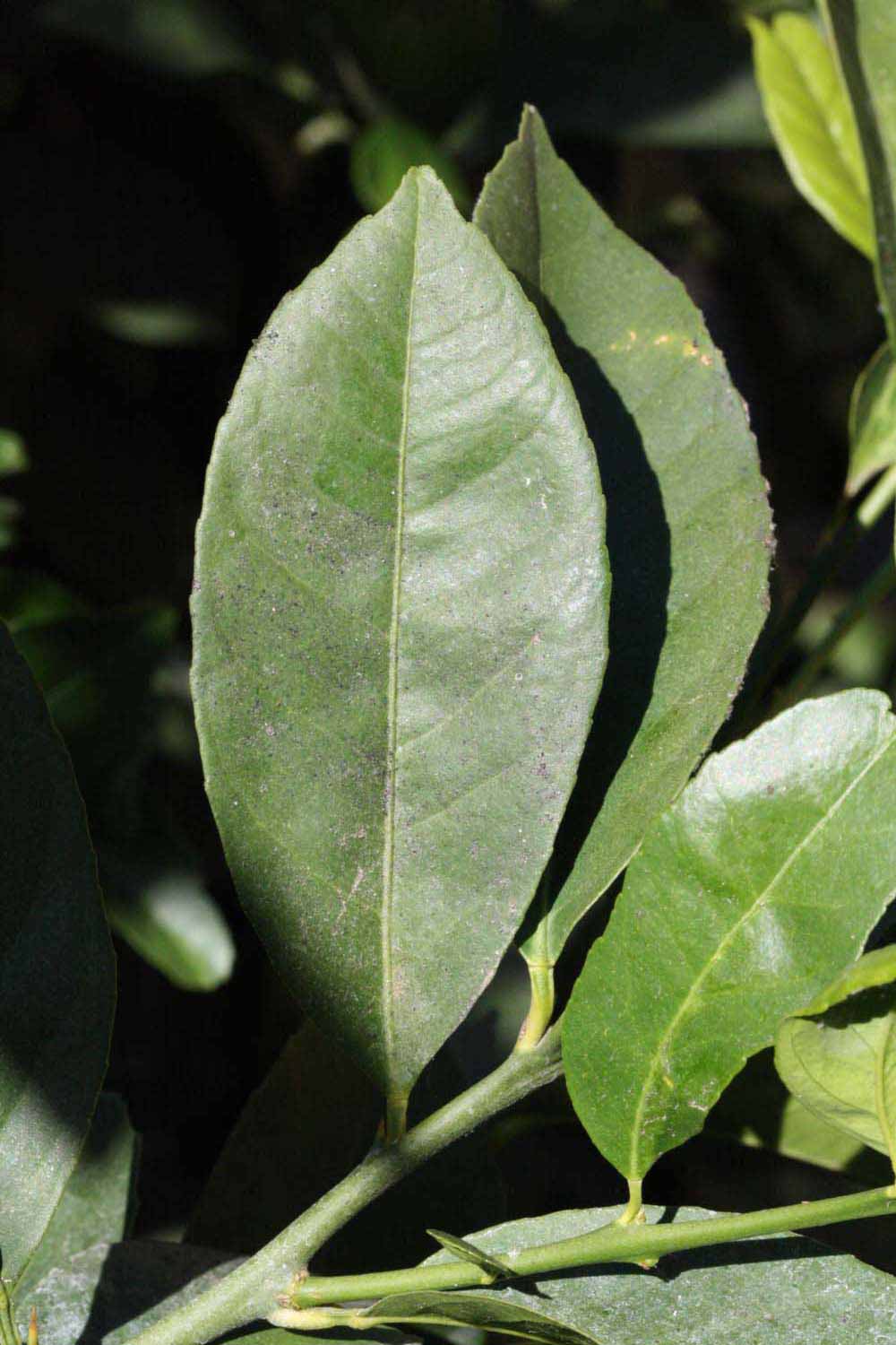             Unifoliolate leaf (Riverside, CA)       